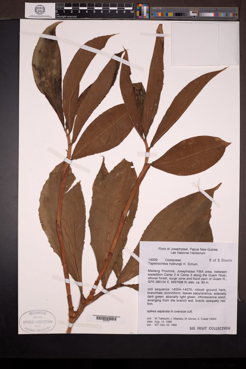 Tapeinochilos hollrungii — photo