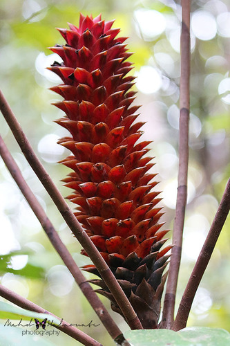 Tapeinochilos hollrungii
