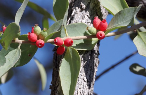 Tapinanthus oleifolius (Bird-lime) — photo