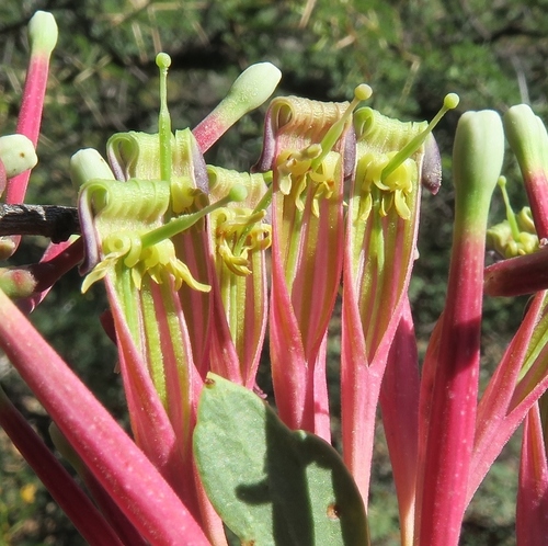 Tapinanthus oleifolius (Bird-lime) — photo