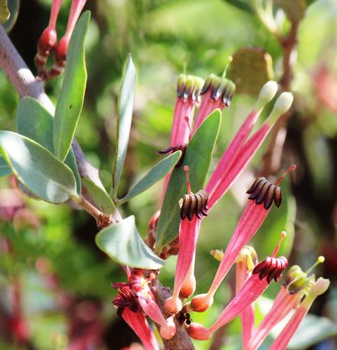 Tapinanthus oleifolius