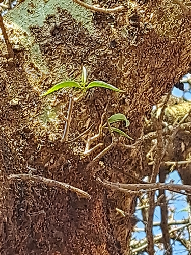 Tapinanthus sambesiacus