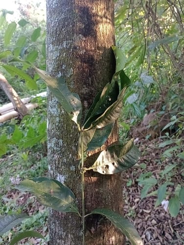 Tapirira guianensis (Guiana tapirira) — photo