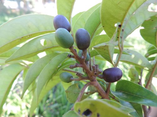 Tapirira guianensis