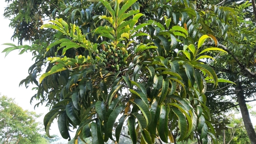 Tapirira mexicana — photo