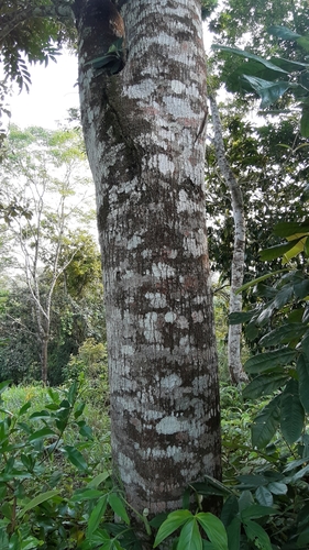 Tapirira mexicana — photo