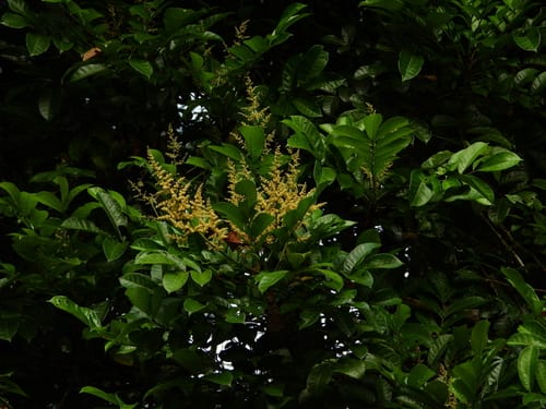 Tapirira obtusa (Jaobo) — photo