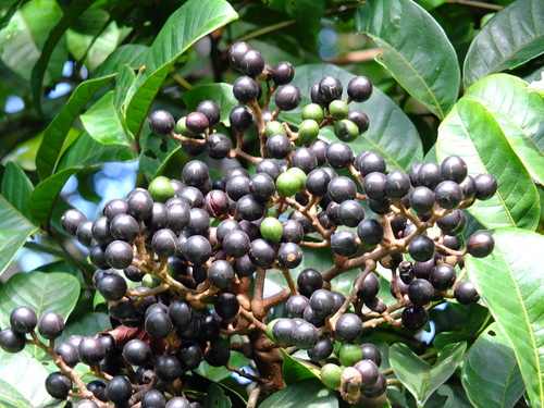 Tapirira obtusa