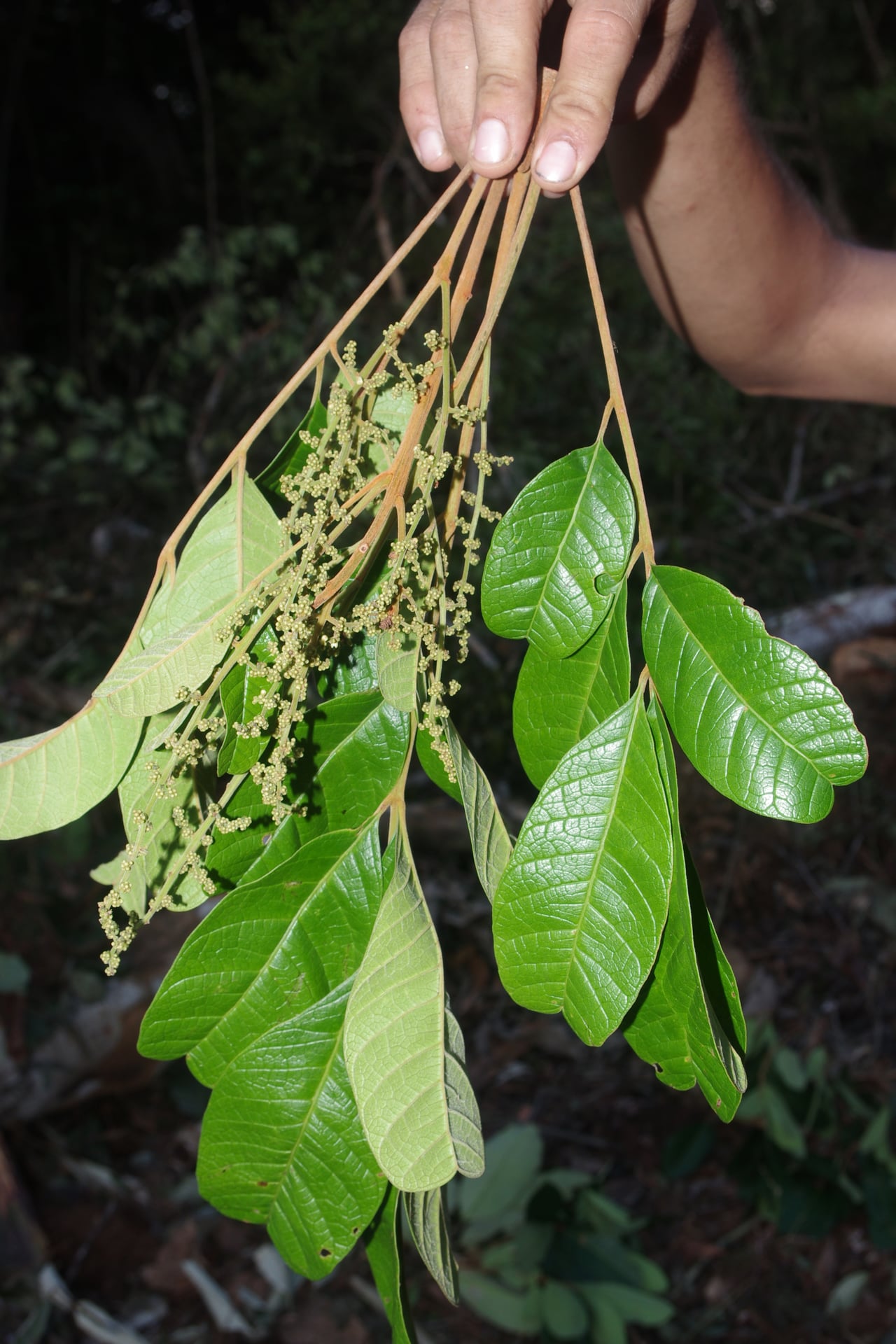 Tapirira retusa (Retuse tapirira) — photo