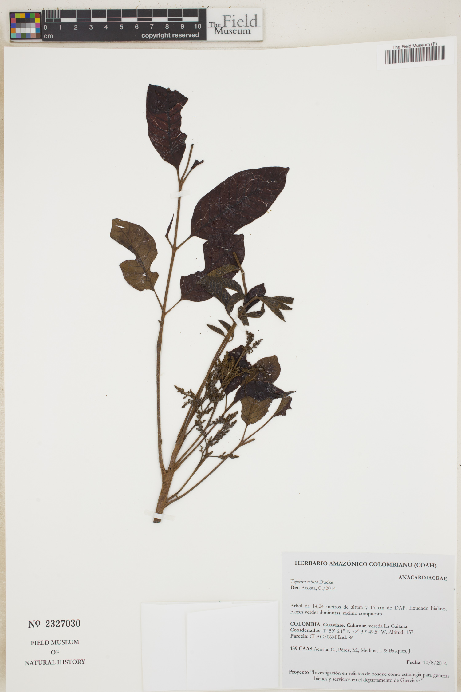 Tapirira retusa