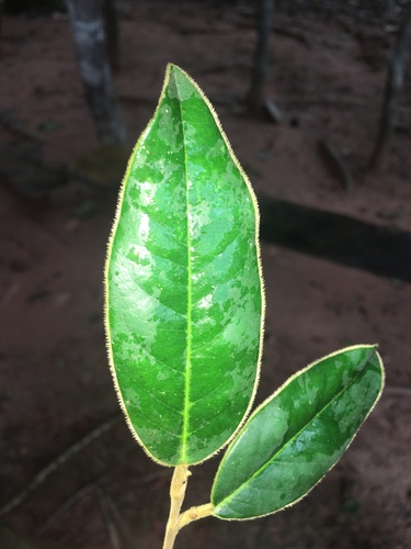 Tapura amazonica