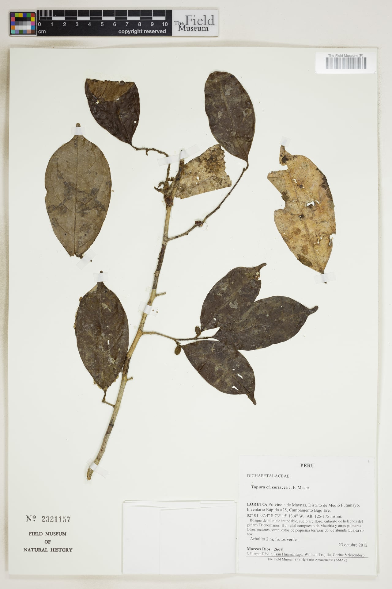 Tapura coriacea (Ferreyra tapura) — photo