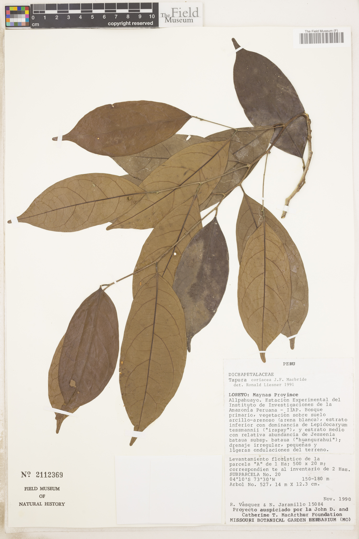 Tapura coriacea (Ferreyra tapura) — photo
