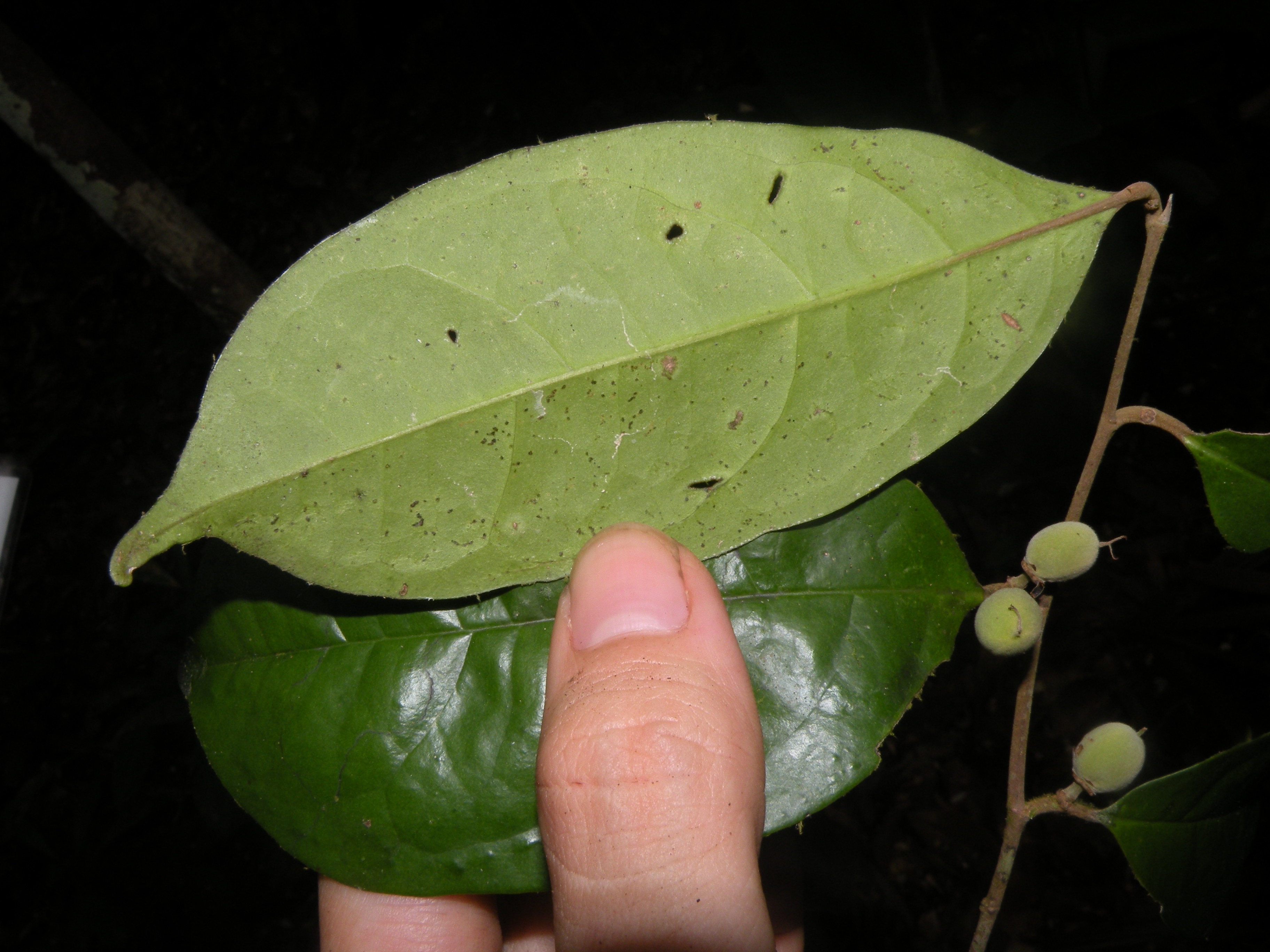 Tapura coriacea