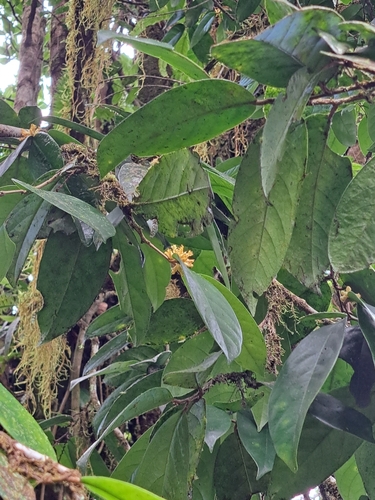 Tapura latifolia — photo