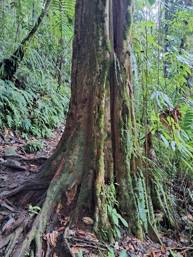 Tapura latifolia — photo