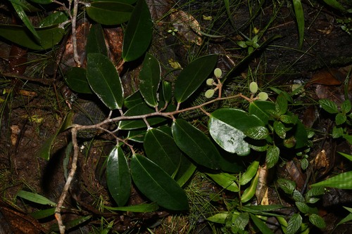 Tapura latifolia