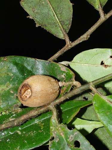 Tapura peruviana (Peru tapura) — photo