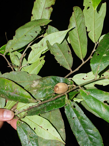 Tapura peruviana