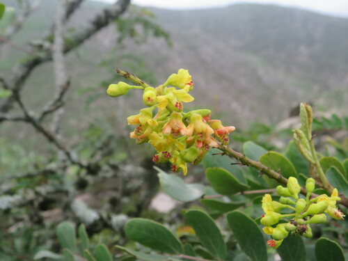 Tara spinosa (Spiny caesalpinia) — photo