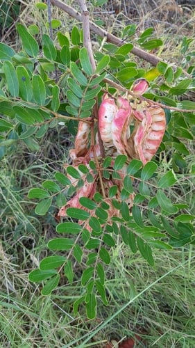 Tara spinosa (Spiny caesalpinia) — photo