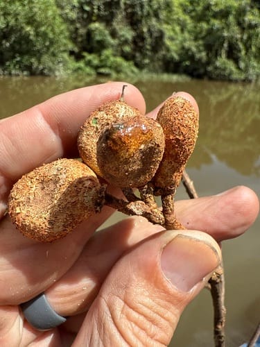 Taralea oppositifolia (Opposite taralea) — photo