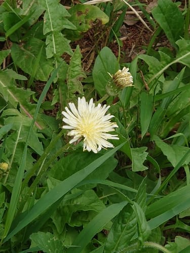 Taraxacum albidum (Japanese dandelion) — photo
