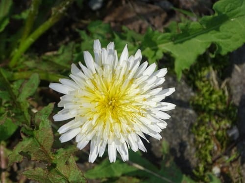 Taraxacum albidum (Japanese dandelion) — photo
