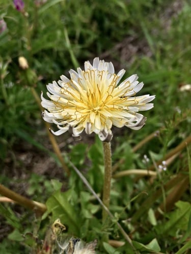 Taraxacum albidum