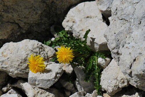 Taraxacum alpinum — photo
