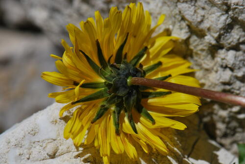 Taraxacum alpinum — photo