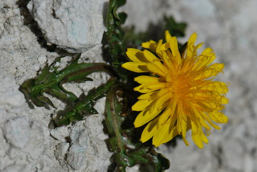 Taraxacum alpinum