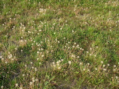 Taraxacum bessarabicum — photo