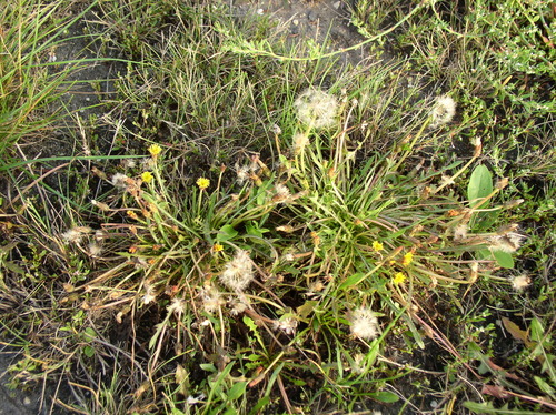 Taraxacum bessarabicum — photo