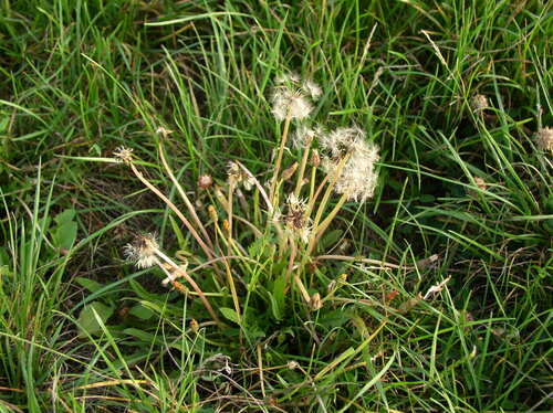 Taraxacum bessarabicum