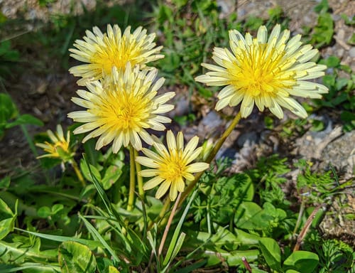 Taraxacum confusum — photo