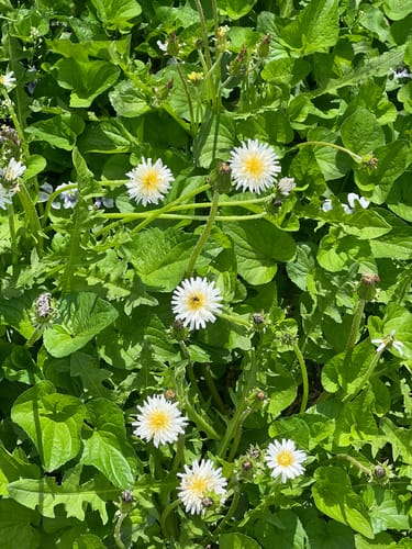 Taraxacum coreanum — photo