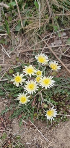 Taraxacum coreanum — photo