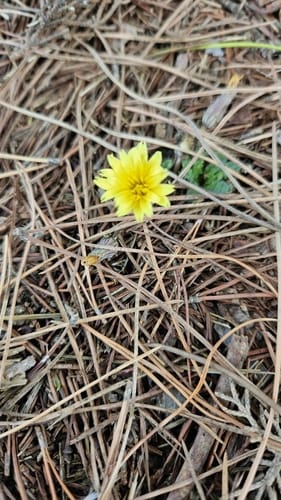 Taraxacum cyprium — photo