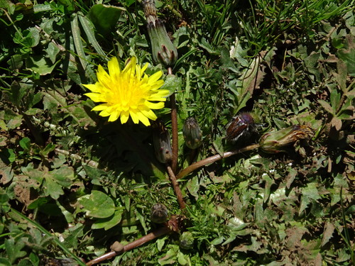 Taraxacum cyprium