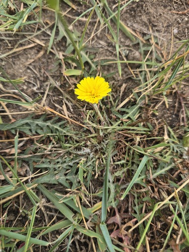 Taraxacum dissectum (Xicoina) — photo