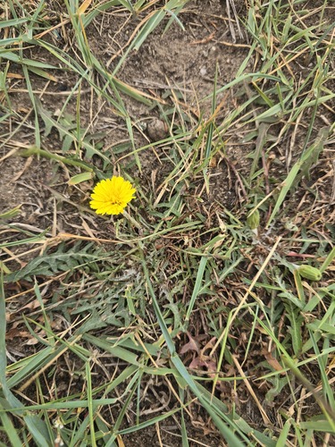 Taraxacum dissectum (Xicoina) — photo