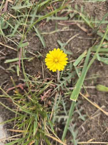 Taraxacum dissectum
