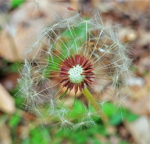 Taraxacum erythrospermum (Red-seed dandelion) — photo