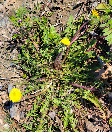 Taraxacum erythrospermum (Red-seed dandelion) — photo