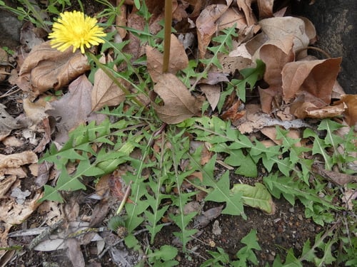 Taraxacum erythrospermum