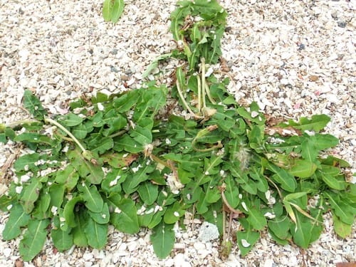 Taraxacum formosanum — photo