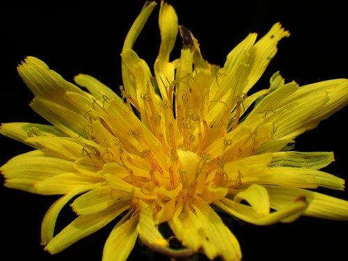 Taraxacum formosanum