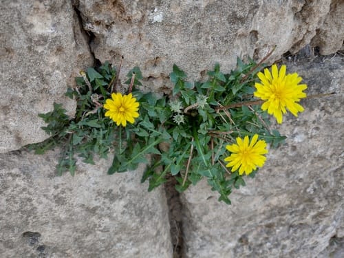 Taraxacum hellenicum — photo