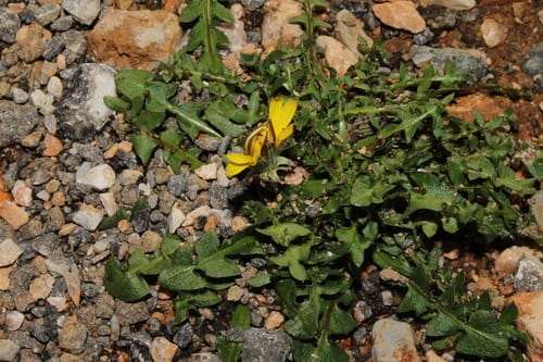 Taraxacum hellenicum — photo